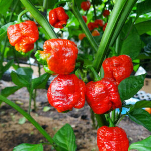 Trinidad Scorpion Moruga