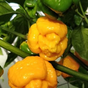 Trinidad Scorpion Moruga Yellow