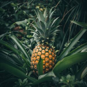 Jak pěstovat ananas doma: Úplný průvodce pro zahrádkáře