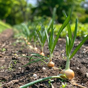 Jak pěstovat cibuli ze semínek: Kompletní průvodce pro úspěšnou sklizeň